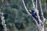 Grey-breasted Mountain-toucan